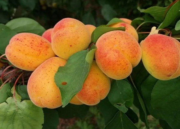 Prunus armeniaca Magyarkajszi C235 / Magyarkajszi C235 Kajszibarack