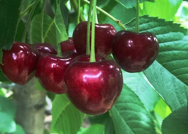 Prunus avium Alex / Alex cseresznye