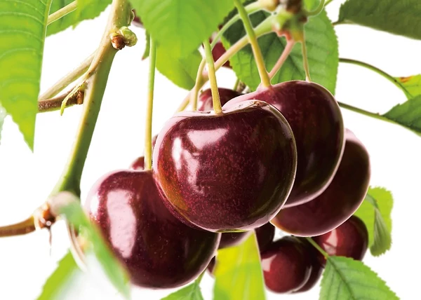 Prunus avium Badacsonyi óriás / Badacsonyi óriás cseresznye