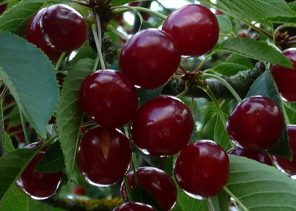 Prunus avium Bigarreau Burlat / Bigarreau Burlat cseresznye