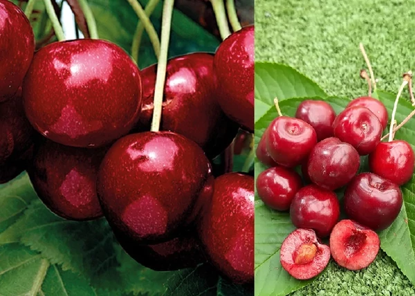 Prunus avium Germersdorfi 3 / Germersdorfi 3 cseresznye
