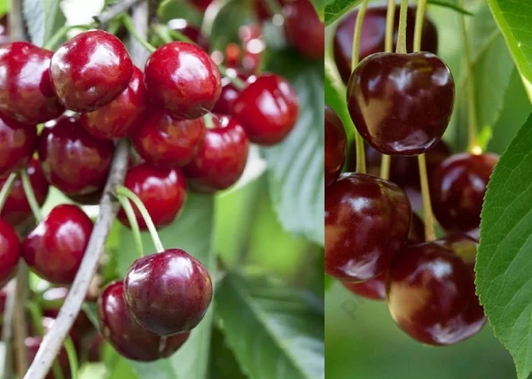 Prunus avium Hedelfingeni óriás / Hedelfingeni óriás cseresznye