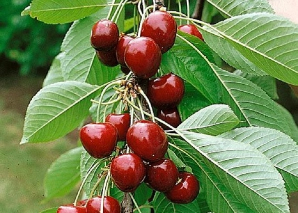 Prunus avium Margit / Margit cseresznye