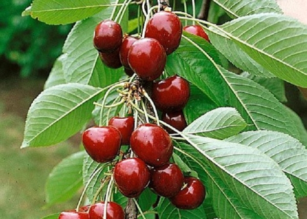 Prunus avium Margit / Margit cseresznye