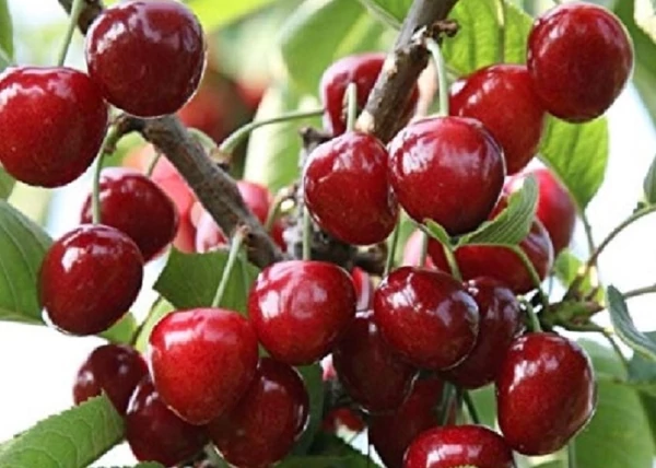Prunus avium Rita / Rita cseresznye