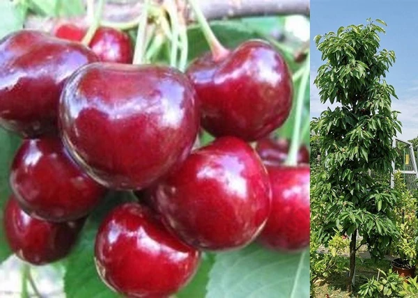 Prunus avium Sylvia / Oszlopos cseresznye Sylvia