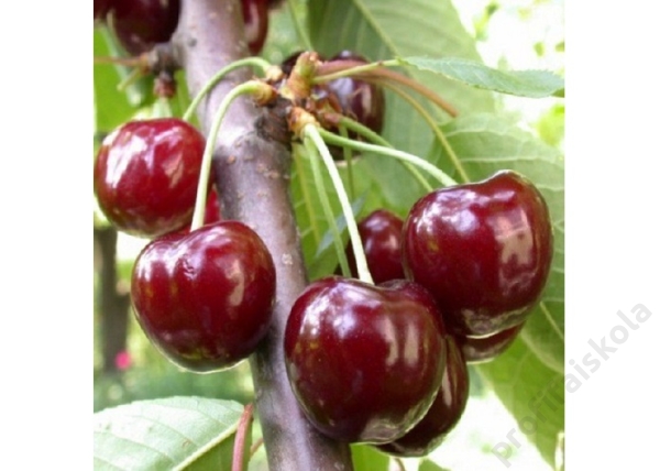 Prunus avium Valerij Cskalov / Valerij Cskalov cseresznye