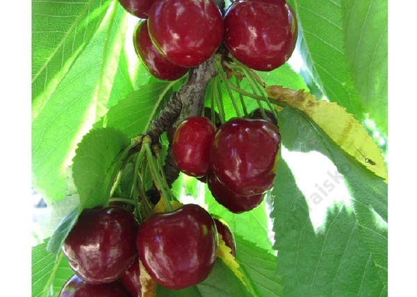 Prunus avium Van / Van cseresznye