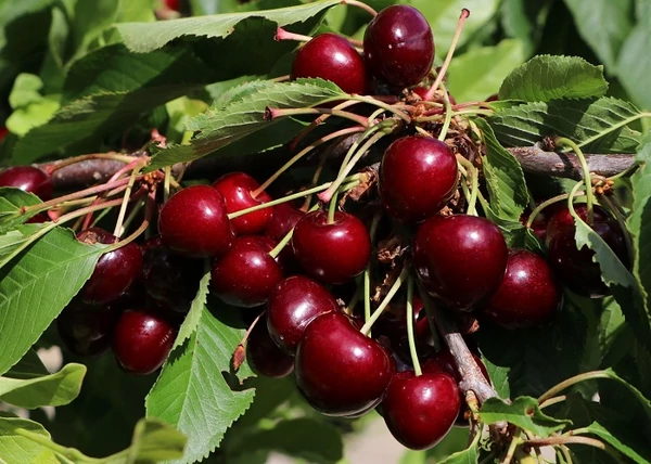 Prunus avium Karina / Karina cseresznye