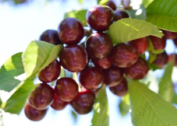 Prunus avium kavics / Kavics cseresznye