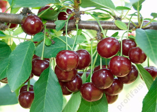 Prunus cerasus Csengődi / Csengődi meggy