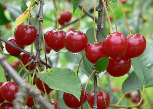Prunus cerasus Debreceni bőtermő / Debreceni bőtermő meggy