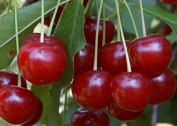 Prunus cerasus Érdi Jubileumi / Érdi Jubileumi meggy
