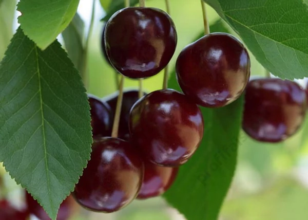 Prunus cerasus Érdi nagygyümölcsű / Érdi nagygyümölcsű
