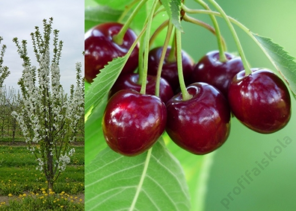Prunus cerasus Jachim / Oszlopos meggy Jachim