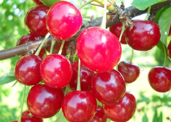 Prunus cerasus Korai Pipacs / Korai Pipacs meggy