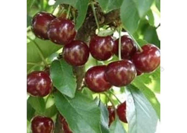 Prunus cerasus Maliga emléke / Maliga Emléke meggy