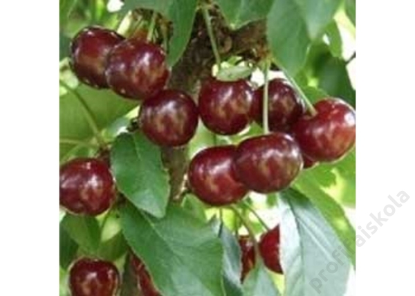 Prunus cerasus Maliga emléke / Maliga Emléke meggy