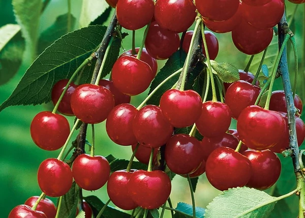 Prunus cerasus Meteor korai / Meteor korai meggy