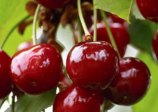 Prunus cerasus Pandy 279 / Pandy 279 meggy