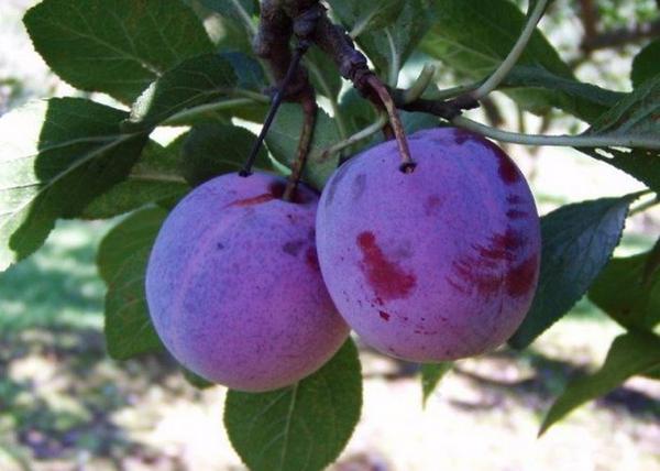 Prunus domestica Althann ringlo / Althann ringlo szilva