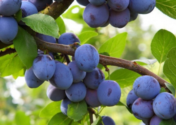 Prunus domestica Bluefre / Bluefre szilva