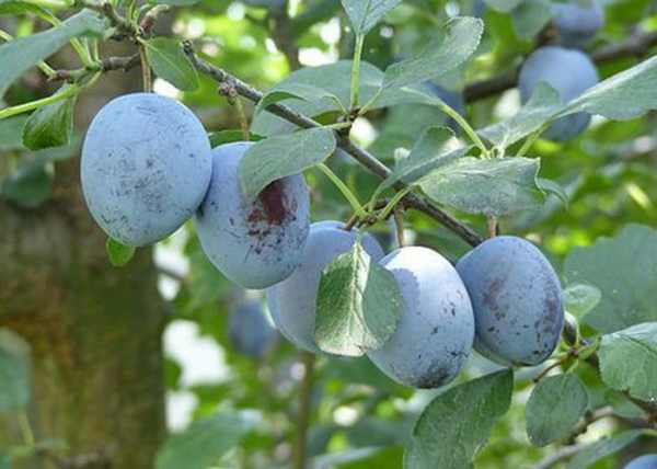 Prunus domestica Debreceni muskotály / Debreceni muskotály szilva