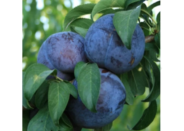 Prunus domestica Friar / Friar szilva