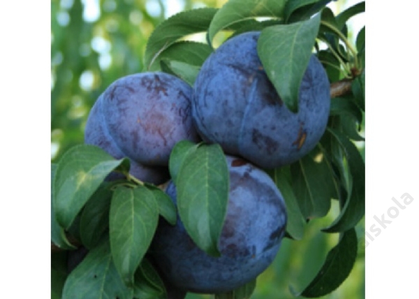 Prunus domestica Friar / Friar szilva
