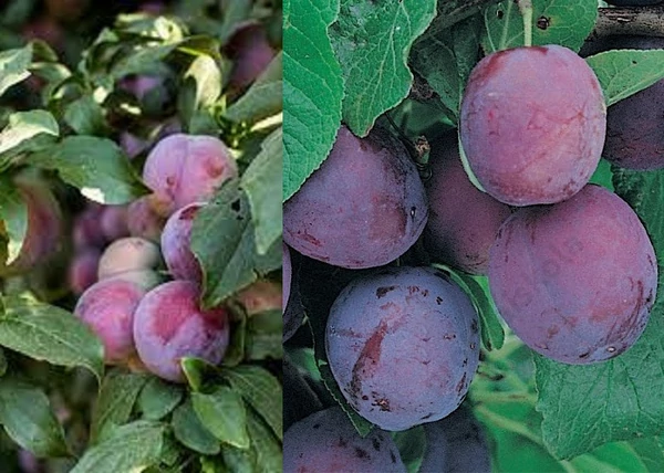Prunus domestica Laroda / Laroda Japán szilva