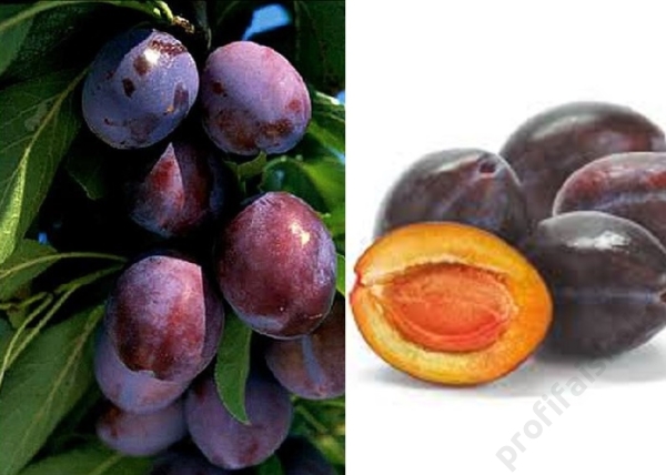 Prunus domestica Silvia / Silvia szilva