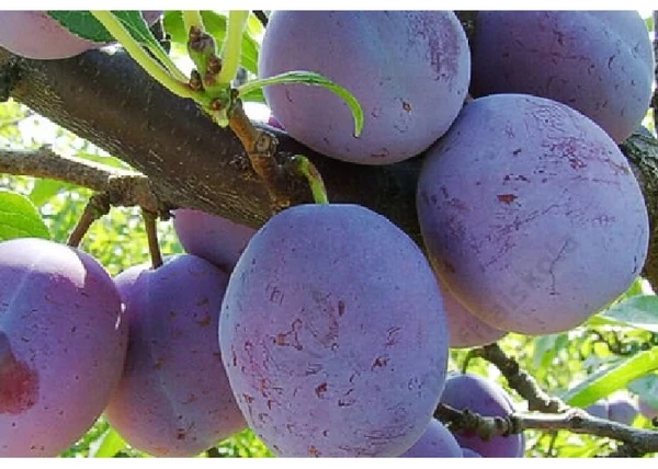 Prunus domestica Tuleu Gras / Tuleu Gras Szilva