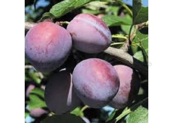 Prunus domestica Utility / Utility Szilva
