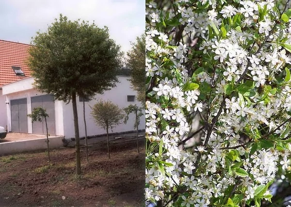 Prunus fruticosa Globosa / Gömb csepleszmeggy