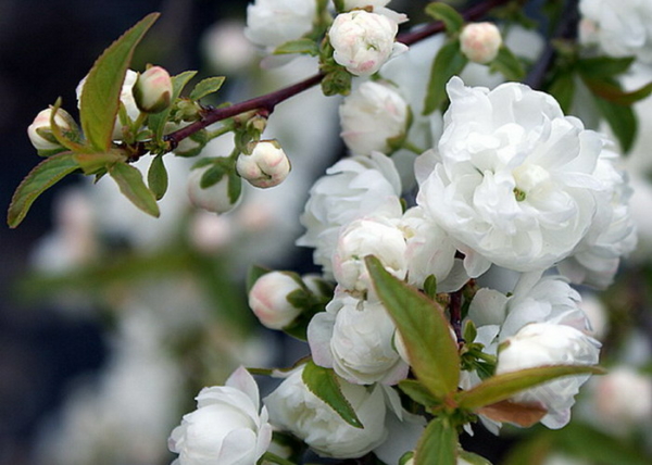 Prunus glandulosa Alboplena / Japán törpemeggy