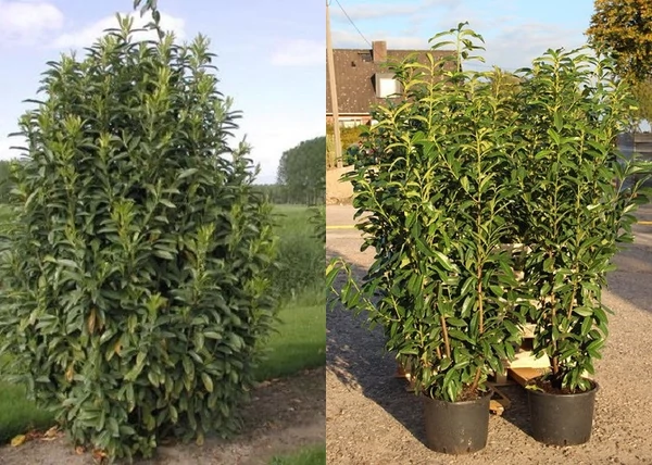Prunus laurocerasus Genolier Mariblon / Oszlopos babérmeggy
