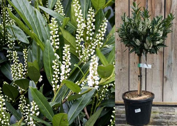 Prunus laurocerasus Otto Luyken / Babérmeggy Otto Luyken
