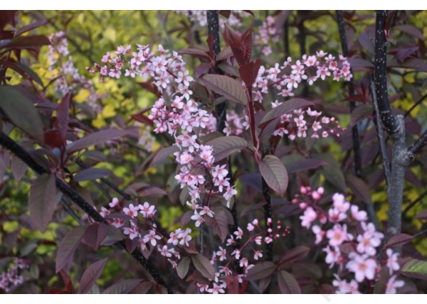 Prunus padus Coloratus / Vöröslombú májusfa