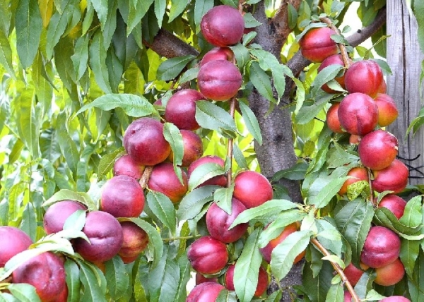 Prunus persica apolka / Apolka Nektarin
