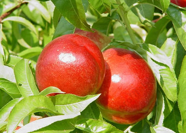 Prunus persica Caldesi 2000 / Caldesi 2000 nektarin