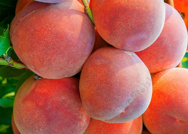 Prunus persica Dixired / Dixired őszibarack