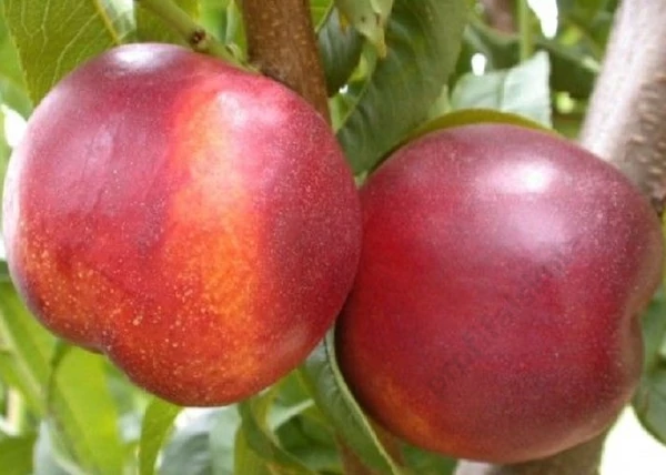 Prunus persica Fantasia / Fantasia Nektarin