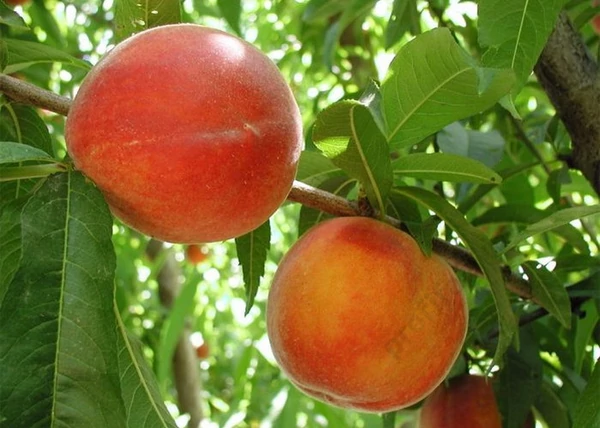 Prunus persica Nektar H / Nektar H Őszibarack