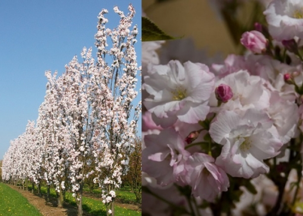Prunus serrulata Amanogawa / Oszlopos japán díszcseresznye