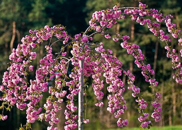 Prunus serrulata Kiku Shidare Sakura / Csüngő koronájú japán díszcseresznye