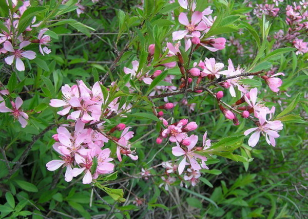 Prunus tenella / Törpe Mandula