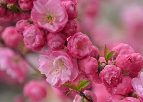 Prunus triloba Multiplex / Teltvirágú babarózsa