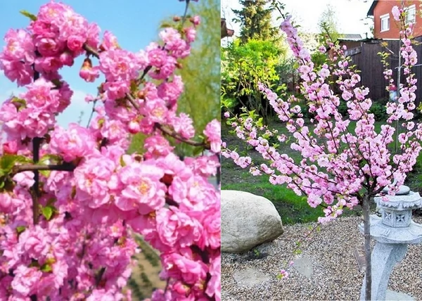 Prunus triloba Multiplex / Teltvirágú babarózsa