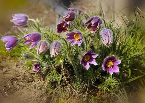 Pulsatilla vulgaris Violet Bells / Tavaszi kökörcsin