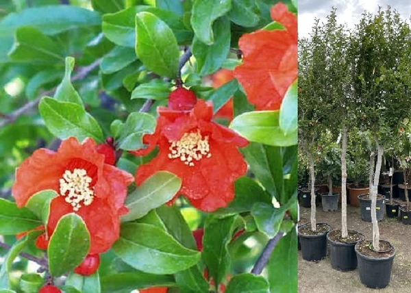 Punica granatum Acco / Termő gránátalma